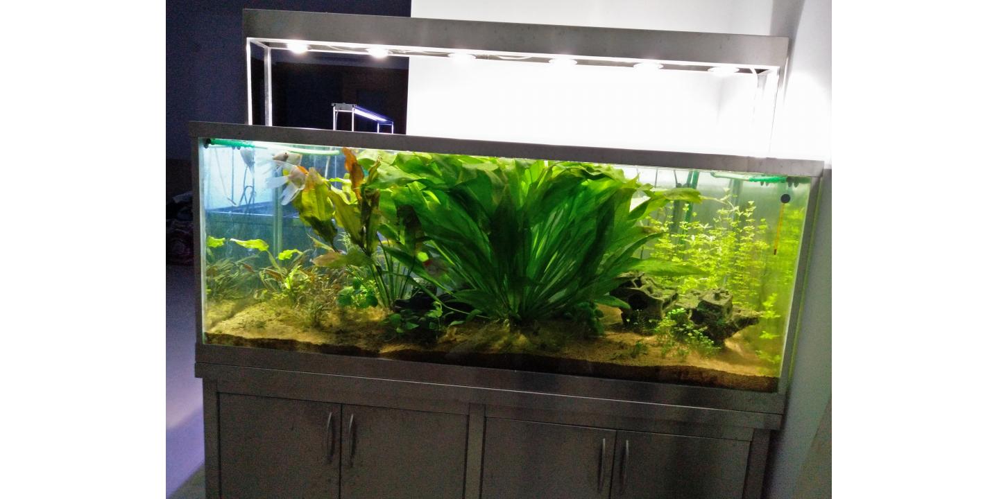 Ornamental Aquarium